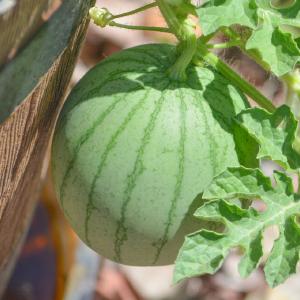 Watermeloen - Citrullus lanatus Sale Good Selling