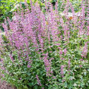 Agastache 'Rose Mint' Buy Cheap Best Store To Get