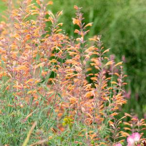 Agastache 'Apache Sunset' Free Shipping 2025