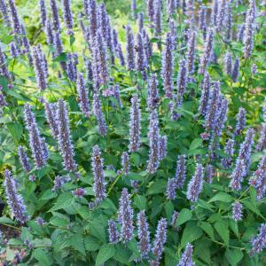 Agastache 'Lavender Hyssop' Organic Cheap Low Pice