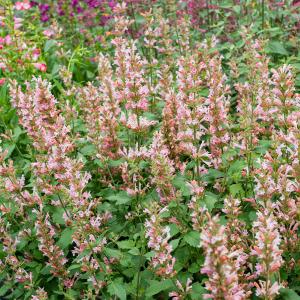 Agastache 'Pink Pearl' - S1 In China Cheap Online