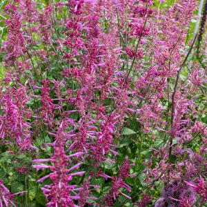 Agastache 'Heather Queen' Free Shipping Shop For