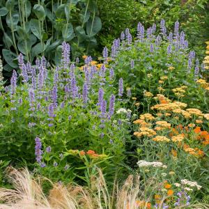 Agastache 'Giant Hyssop' Cheap Pice Original