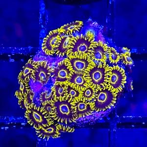 Yellow Hornet Zoanthid Outlet Official