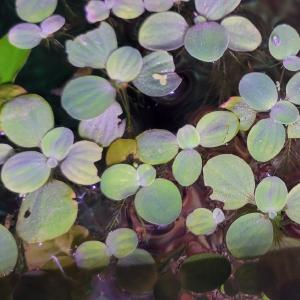 Water Lettuce Manchester Sale Online