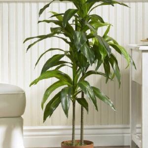 42" Dracaena Plant in Planter CG1297 Collections Online