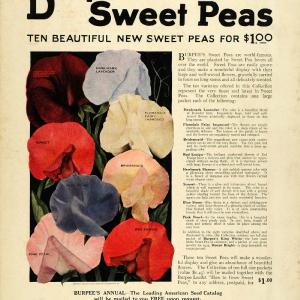 1923 Ad W. Atlee Burpee Sweet Peas Flowers Planting Gardening Seeds Floral COL2 Amazon Online
