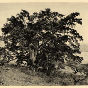 1930 African Sycamore Fig Tree Fruit Ethiopia Landscape - ORIGINAL AF2 Cheap New Styles
