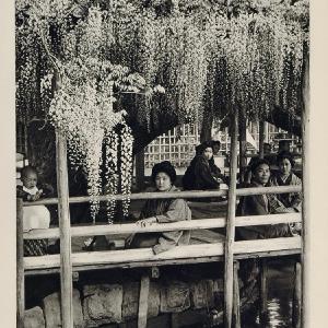 1930 Japanese Garden Glycinias Flowers Kamata Tokyo - ORIGINAL PHOTOGRAVURE JK1 Sale Hot Sale