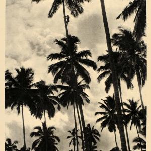 1930 Coconut Palm Tree Climber Zanzibar Tanzania Africa - ORIGINAL AF2 In China For Sale