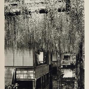 1930 Japanese Garden Glycinias Flowers Kameido Tokyo - ORIGINAL PHOTOGRAVURE JK1 Very Cheap Pice