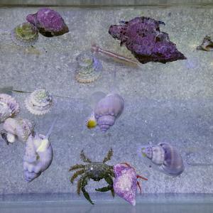 100 Gallon Package Sale Sast