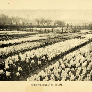 1906 Print Bulb Farm Haarlem Harlem Flower Garden Hyacinth Floral Garden XGI9 Sale Low Shipping Fee