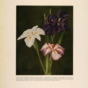 1913 Color Print Three Iris Flowers Blooms Iridaceae - ORIGINAL GAC1 2025 Sale Online