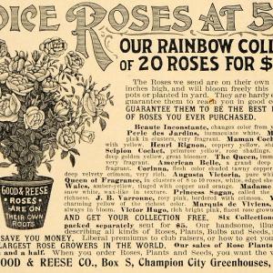 1897 Ad Rose Plant Garden Good Reese Springfield Flower - ORIGINAL LHJ3 Footlocker Finishline Online