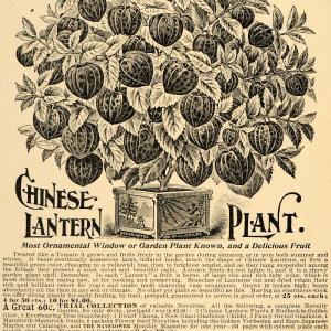 1897 Ad Chinese Lantern Plant Garden Fruit John Childs - ORIGINAL LHJ3 Original For Sale