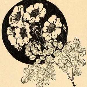 1896 Print Rosa Wichuraiana Memorial Rose Garden Flower ORIGINAL HISTORIC MAY1 For Cheap Online