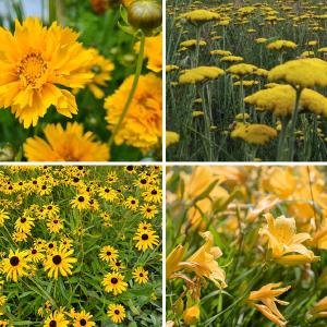 Borderpakket Janneke - Vaste planten Geel bloeiend - Zon & halfschaduw Geniue Stockist Cheap Pice