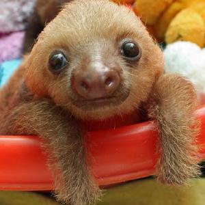 Dr. Dolittle zivotinja Cheap Buy