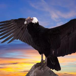 Lesinar crni veliki Tumblr Online