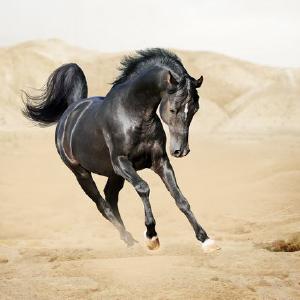 Konj crni trci u pustinji Collections Cheap Online