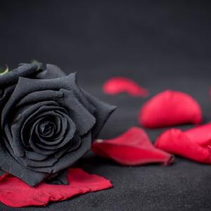 Ruza velika crna Marketable Online