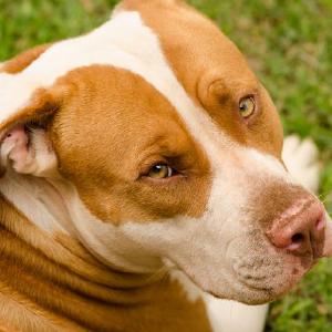 Pit Bul braon beli Outlet Cheap Pices