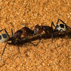 Mravi borba Pictures For Sale