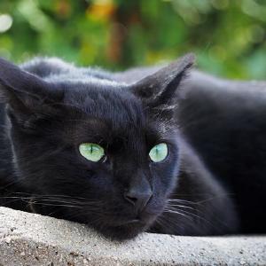 Crna macka zamisljena Buy Cheap Great Deals