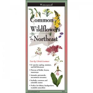Common Wildflowers of the Northeast - Folding Guide Clearance Best
