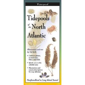 Tidepools of the North Atlantic - Folding Guide Cheap Pice From China