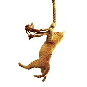 Save The Cat! Book Supply Sale Online