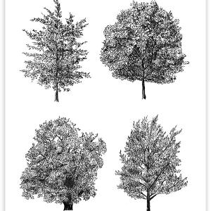 Trees of Prospect Park Cheap Sale Explore