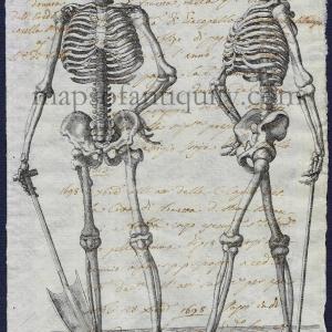 Skeletons - Reproduction on Antique Paper From China For Sale