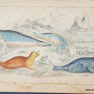 1850 - Seals - Antique Print Outlet