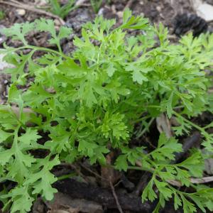 Cresson alnois Free Shipping For Nice