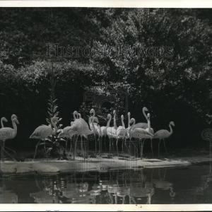 1939 Press Photo Flamongoes For Nice Online