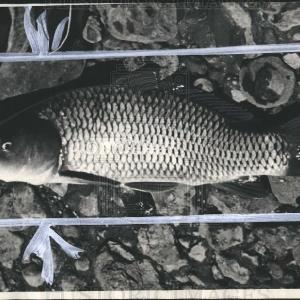 1943 Press Photo freshwater fish carp Europe Asia Sale 100% Original