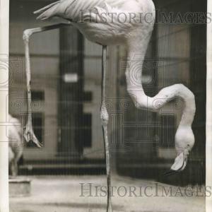 1940 Press Photo Flamingo at  Florida Flamingo's National Zoo, Washington DC Cheapest