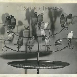 1940 Press Photo George H. Berton's trained bird Quality Free Shipping Low Pice