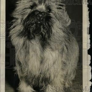 1942 Press Photo Cairn Terrier Dog - RRW72713 Cheap Sale Marketable