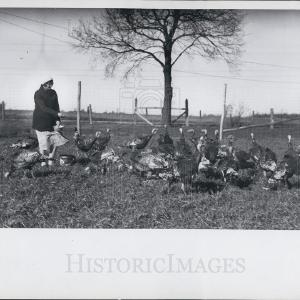 1935 Press Photo Michigan State University Turkey Farm Discount Big Sale