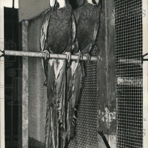 1935 Press Photo The parakeets Free Shipping Limited Edition