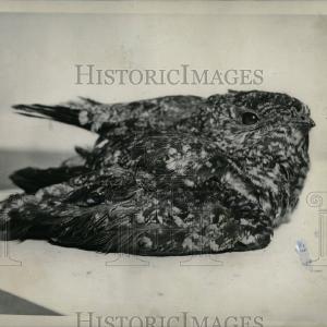 1936 Press Photo Young Nighthawks Birds - RRW67827 Outlet Cheap Quality