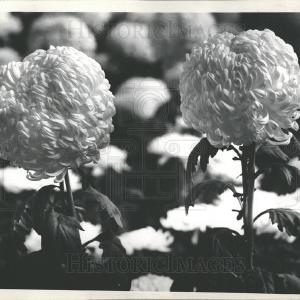 1936 Press Photo White  Chrysanthemum Free Shipping Shop Offer