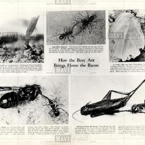 1937 Press Photo Ant Social Insects Grey Outlet Store Online