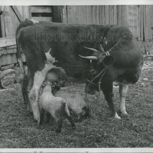 1935 Press Photo American Animated Series Discount Wiki