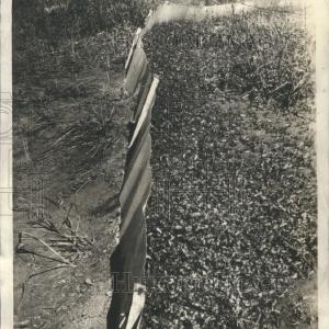 1938 Press Photo Insects Ancient Cities Sheridan Wyo Footlocker Finishline Sale Online