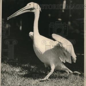 1925 Press Photo the amazing Pelican Original For Sale