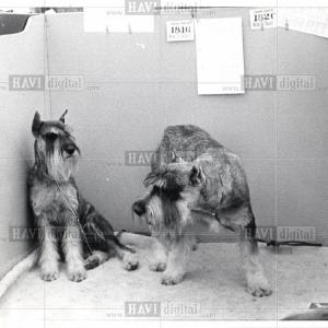 1918 Press Photo Dog Schnauzer Discount Recommend